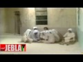 Music video Al-Lh Yany Wlhan - Abdelkrim Abdelkader